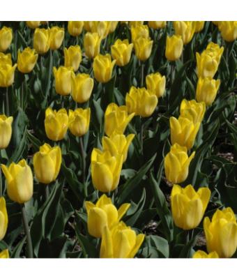 6T/6 TULIP STRONG GOLD-YELLOW