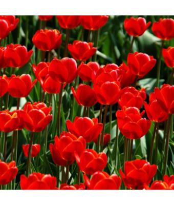 6T/6 TULIP RED IMPRESSION-RED