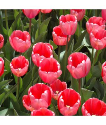 6T/6 TULIP PINK IMPRESSION-PINK