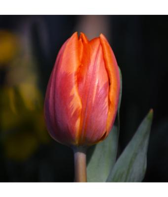 6T/6 TULIP VAN EIJK-ORANGE