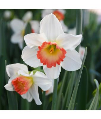 6T/6 DAFFODIL PINK CHARM-WHITE/PINK