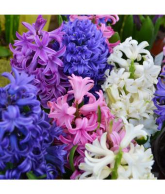 6T/6 HYACINTH MIXED