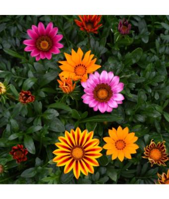 606T/36 GAZANIA KISS MIX
