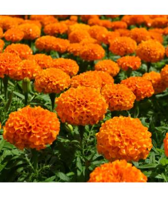 606T/36 MARIGOLD MARVEL ORANGE