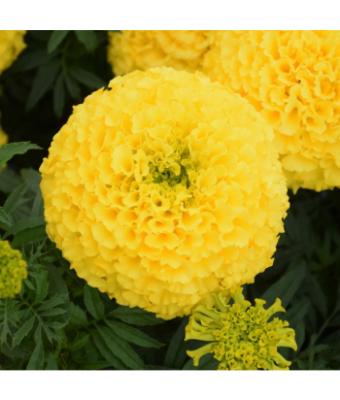 606T/36 MARIGOLD MARVEL YELLOW