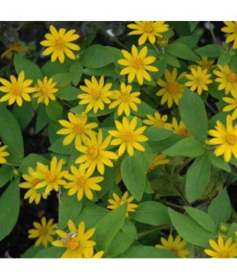 606T/36 MELAMPODIUM SHOWSTAR YELLOW