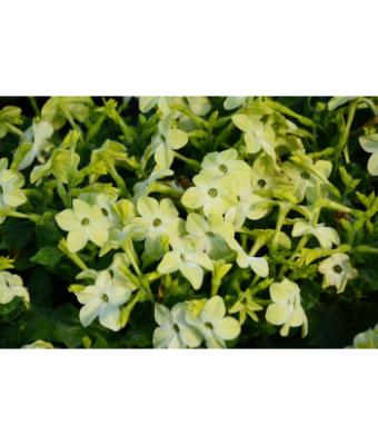 606T/36 NICOTIANA LIME