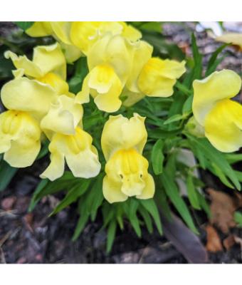 606T/36 SNAPDRAGON DWARF YELLOW