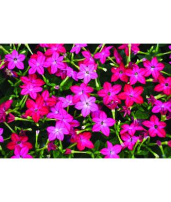 606T/36 NICOTIANA ROSE