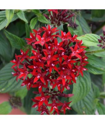 306T/18 PENTAS LUCKY STAR DARK RED