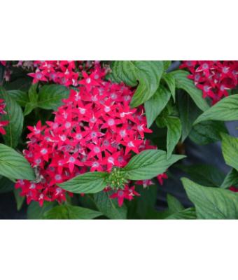 306T/18 PENTAS LUCKY STAR RASPBERRY