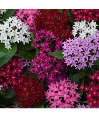 306T/18 PENTAS LUCKY STAR MIX