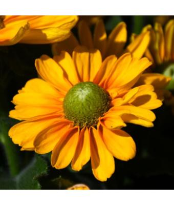 304T/12 RUDBECKIA AMARILLO GOLD