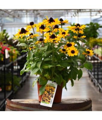 304T/12 RUDBECKIA PAWNEE SPIRIT
