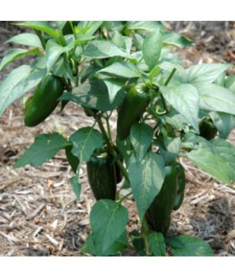 E306T/18 PEPPER JALAPENO