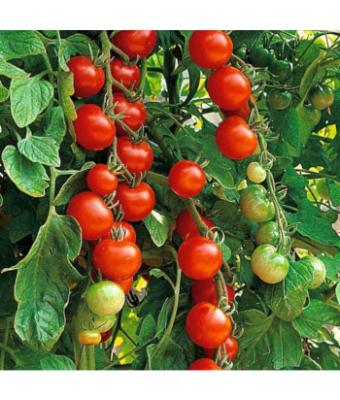 E306T/18 TOMATO SUPER SWEET 100