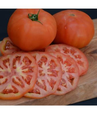 E306T/18 TOMATO BEEFMASTER