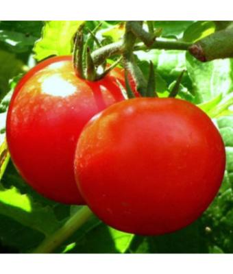 E306T/18 TOMATO EARLY GIRL