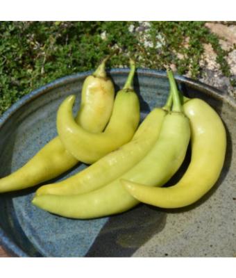 E306T/18 PEPPER SWEET BANANA