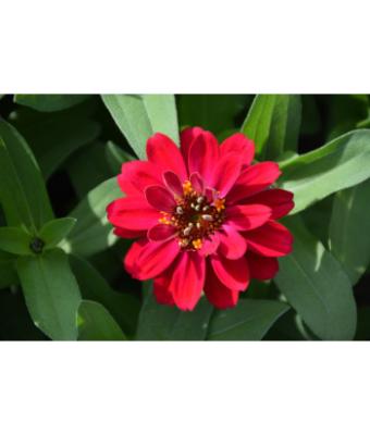 606T/36 ZINNIA PROFUSION DOUBLE HOT CHERRY
