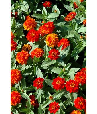 606T/36 ZINNIA PROFUSION DOUBLE FIRE