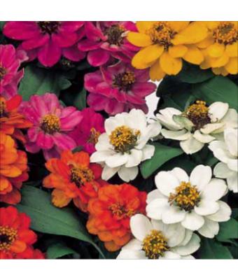 606T/36 ZINNIA PROFUSION DOUBLE MIX