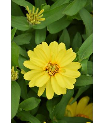 606T/36 ZINNIA PROFUSION DOUBLE YELLOW
