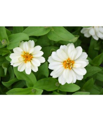606T/36 ZINNIA PROFUSION DOUBLE WHITE