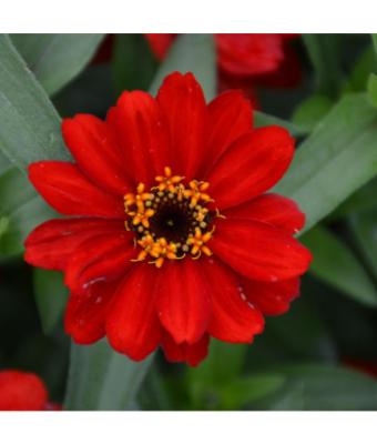 606T/36 ZINNIA PROFUSION DOUBLE RED
