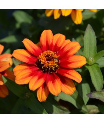 606T/36 ZINNIA PROFUSION RED/YELLOW