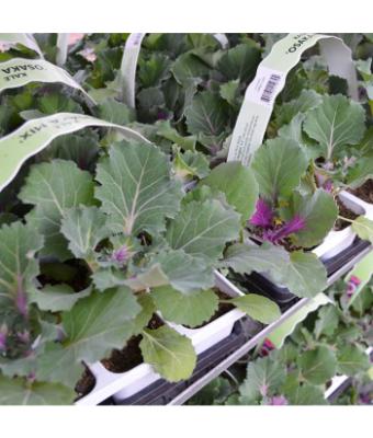 606T/36 KALE OSAKA MIX