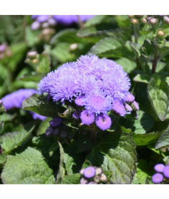 606T/36 AGERATUM ALOHA BLUE