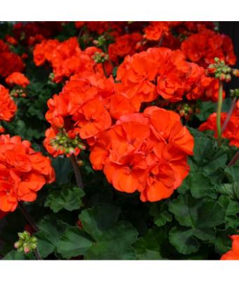 4.75T/10 GERANIUM MOJO ORANGE