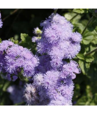 606T/36 AGERATUM BLUE HORIZON