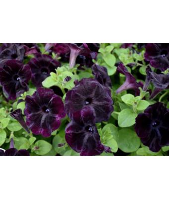 4.75T/10 PETUNIA STARLET VELVET