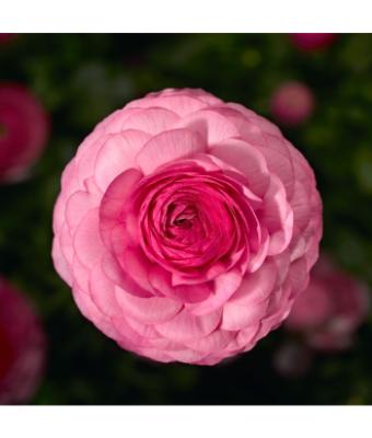 4.75T/10 RANUNCULUS SPRINKLES PINK