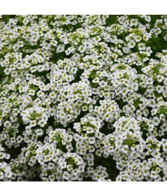 606T/36 ALYSSUM WHITE