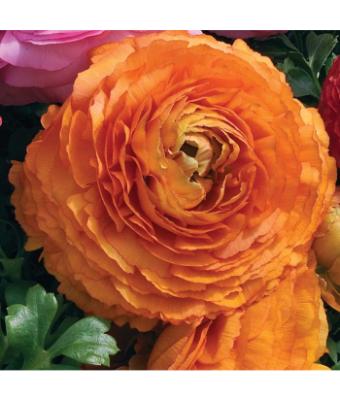 4.75T/10 RANUNCULUS SPRINKLES ORANGE