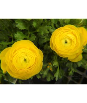 4.75T/10 RANUNCULUS SPRINKLES YELLOW