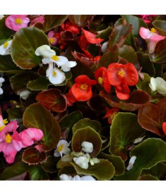 606T/36 BEGONIA BRONZE LEAF MIX
