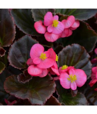 606T/36 BEGONIA BRONZE LEAF ROSE