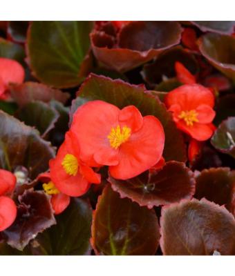 606T/36 BEGONIA BRONZE LEAF RED