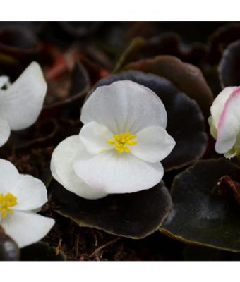 606T/36 BEGONIA BRONZE LEAF WHITE
