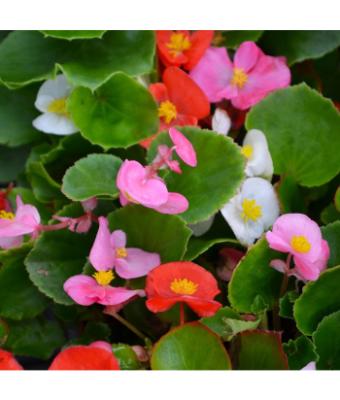 606T/36 BEGONIA GREEN LEAF MIX