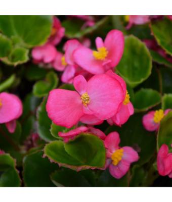 606T/36 BEGONIA GREEN LEAF ROSE