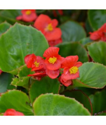606T/36 BEGONIA GREEN LEAF RED