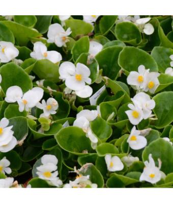 606T/36 BEGONIA GREEN LEAF WHITE