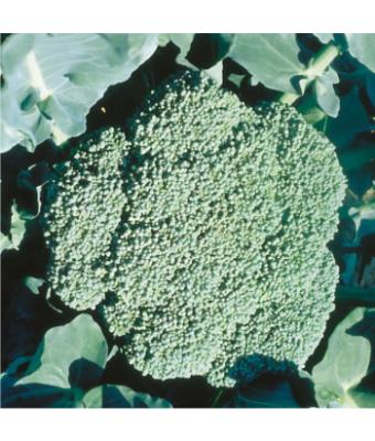 E606T/36 BROCCOLI PREMIUM CROP