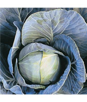 E606T/36 CABBAGE DYNAMO