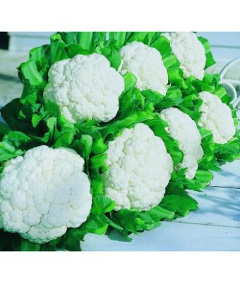 E606T/36 CAULIFLOWER SNOW CROWN